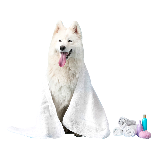 dog's_accesories_img